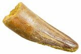 Fossil Spinosaurus Tooth - Feeding Worn Tooth #364210-1
